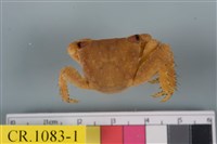 藏品(方形大額蟹)的圖片